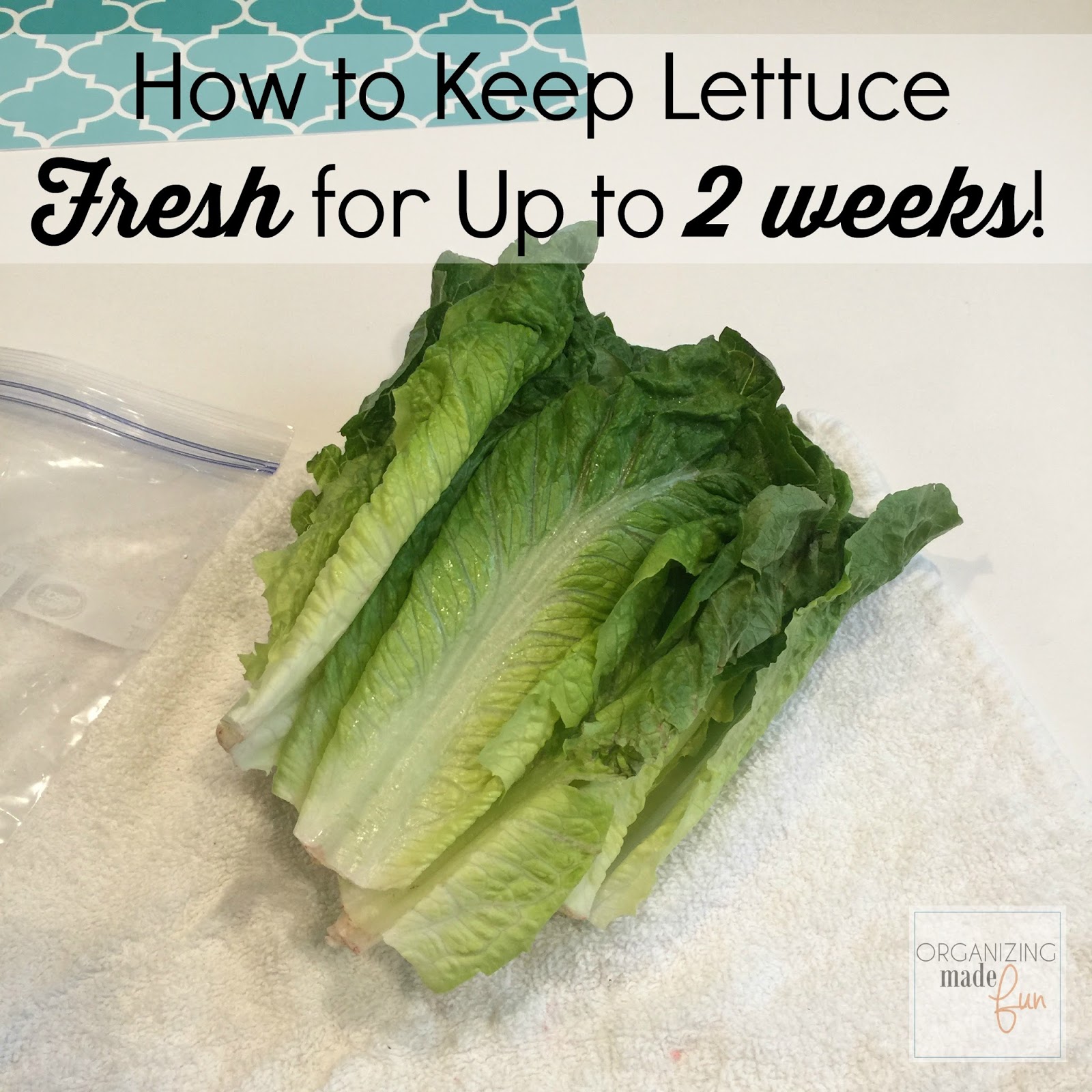 Keep best sale lettuce fresh